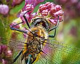 Dragonfly On A Lilac_DSCF02597-8BF